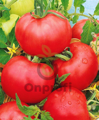 Томат Титан,