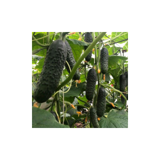 Огурец Триоле F1,