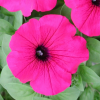 (п.ф.) Петуния Эксплорер Маджента F1,