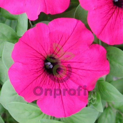 (п.ф.) Петуния Эксплорер Маджента F1,