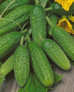 Огурец Атлантис F1,