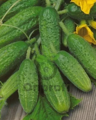 Огурец Атлантис F1,