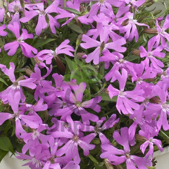 (п.ф.) Смолевка Силки Пинк,