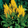 (п.ф.) Целозия Глориас Еллоу, 100 шт (№11-13)