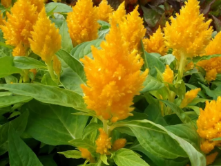 (п.ф.) Целозия Глориас Еллоу, 100 шт (№11-13)