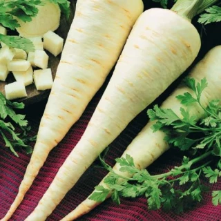 Петрушка корневая Игл, 50гр