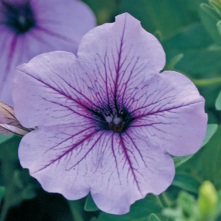 (п.ф.) Петуния Опера Лилак Айс, 100 драже (№9-1-17)