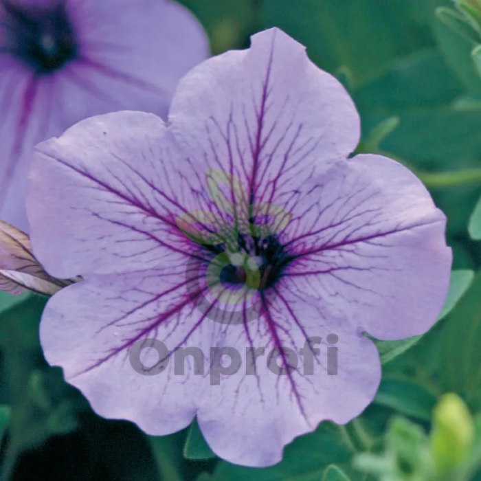 (п.ф.) Петуния Опера Лилак Айс, 100 драже (№9-1-17)