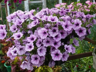 (п.ф.) Петуния Опера Лилак Айс, 100 драже (№9-1-17)