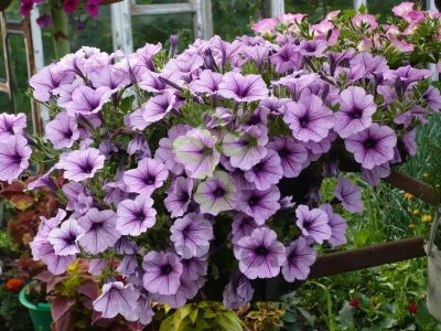 (п.ф.) Петуния Опера Лилак Айс, 100 драже (№9-1-17)