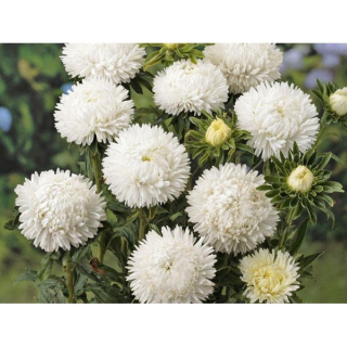 (п.ф.) Астра Леди Коралл Вайт F1,