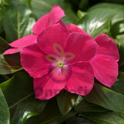 (п.ф.) Катарантус Медитеранен ХР Хот Роуз,