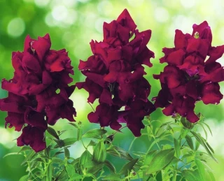 (п.ф.) Львиный зев Снапшот Бургунди, 250 шт (№6-227)