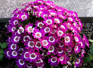 (п.ф.) Цинерария Стар Ворс Пинк Шейдес F1,