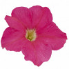 (п.ф.) Петуния Игл Пинк F1,