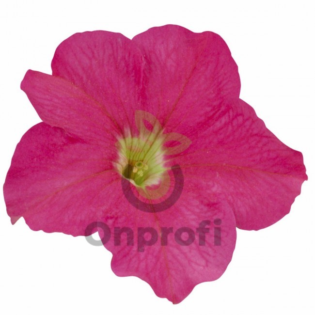 (п.ф.) Петуния Игл Пинк F1,