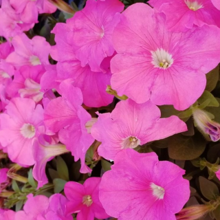 (п.ф.) Петуния Игл Пинк F1,
