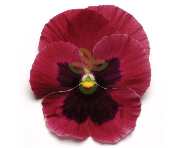 (п.ф.) Виола Виттрока Матрикс Роуз Блотч F1, 1000 шт (№4-139)