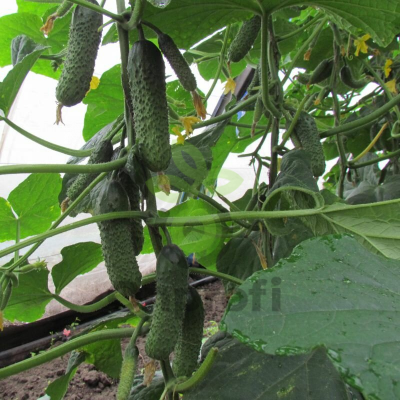 Огурец Рубинштейн F1,