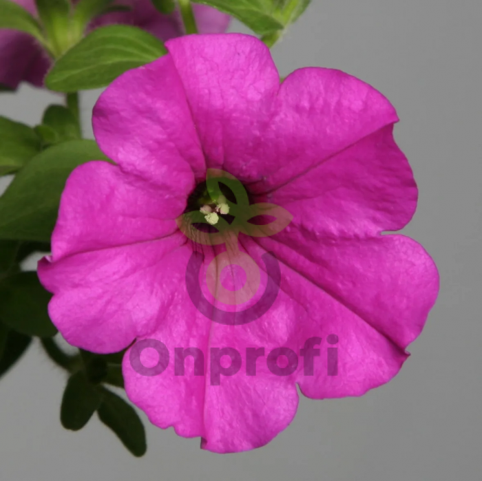 (п.ф.) Петуния Эксплорер Парпл F1,