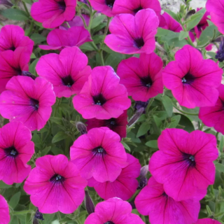 (п.ф.) Петуния Эксплорер Парпл F1,