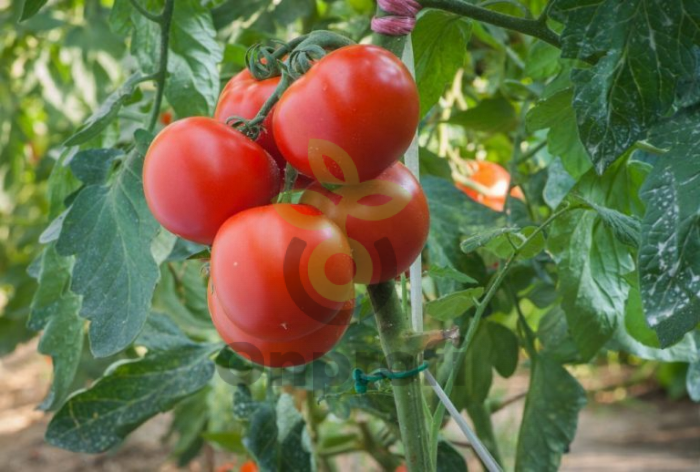 Томат Полфаст F1,