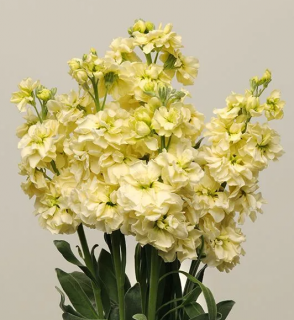 (п.ф.) Маттиола Катц Еллоу,