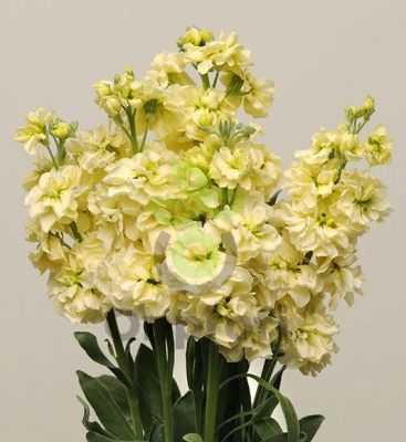 (п.ф.) Маттиола Катц Еллоу,