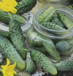 Огурец Домашние соления, 1гр (фасовка)