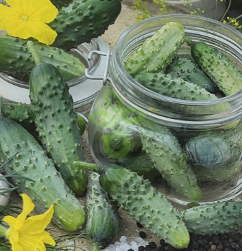 Огурец Домашние соления, 1гр (фасовка)