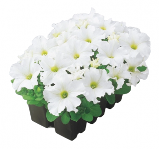 (п.ф.) Петуния Карпет Вайт F1, 500 шт Гавриш