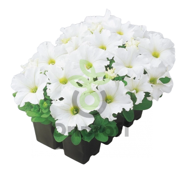 (п.ф.) Петуния Карпет Вайт F1, 500 шт Гавриш