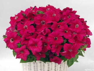 (п.ф.) Петуния Капри Лилак,