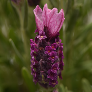 (п.ф.) Лаванда Бандера Дип Роуз, 100 шт