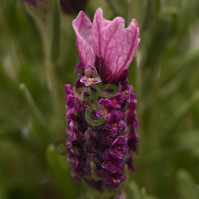 (п.ф.) Лаванда Бандера Дип Роуз, 100 шт