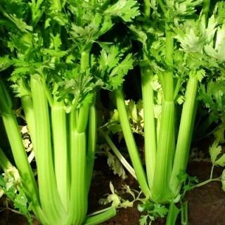 (м.ф.) Сельдерей черешковый Атлант, 25гр