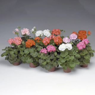 (п.ф.) Пеларгония Пинто Премиум Микс, 100 шт (№6-178)