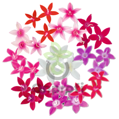 (п.ф.) Пентас Граффити 20/20 Микс,