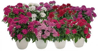 (п.ф.) Пентас Граффити 20/20 Микс,