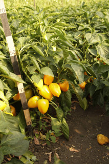 Перец Золотая Ласточка, 50гр