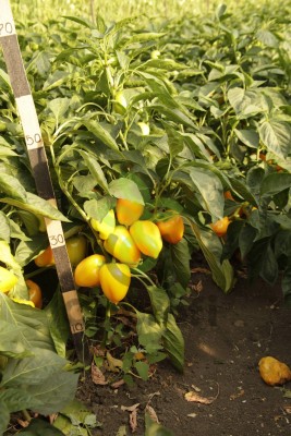 Перец Золотая Ласточка, 50гр