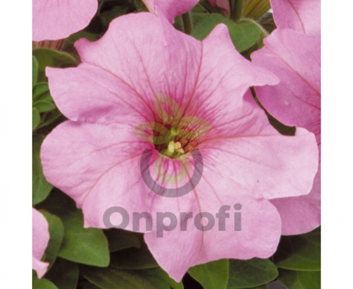 (п.ф.) Петуния Игл Пастел Пинк F1, 1000 драже (№9-4-204)