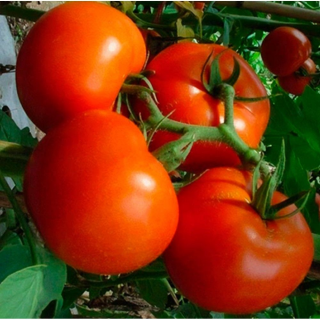 Томат Финиш,