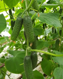 Огурец Илонара F1,