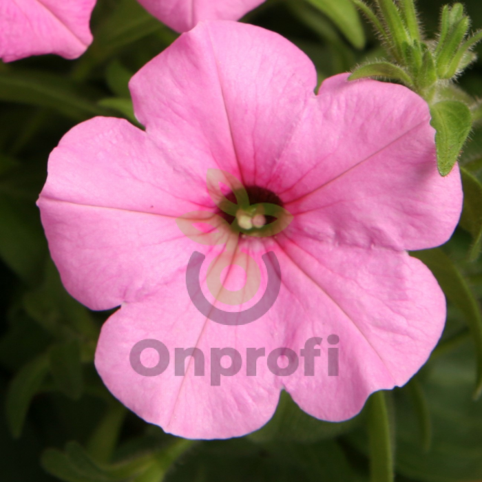 (п.ф.) Петуния Эксплорер Пинк F1,