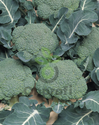 Капуста брокколи Лаки F1,