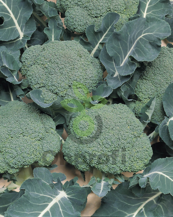 Капуста брокколи Лаки F1,