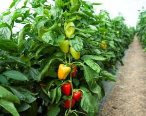 Перец Рапидо F1, 500шт