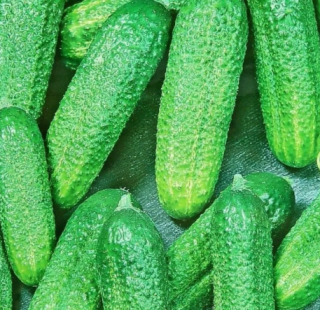 Огурец Изящный, 1гр (фасовка)