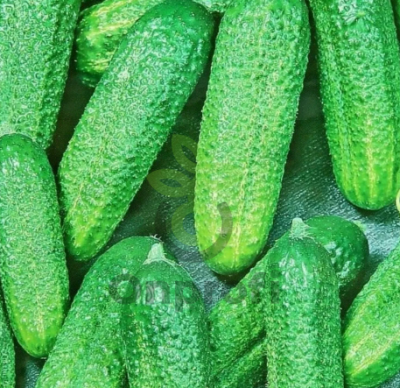 Огурец Изящный, 1гр (фасовка)